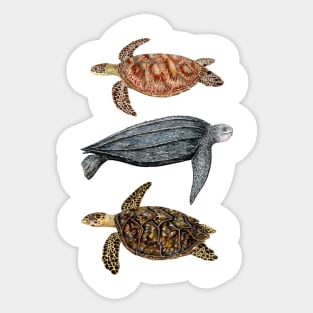 Sea turtles Loggerhead, leatherback and hawksbill turtles Sticker